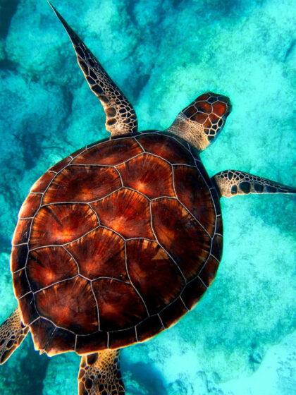 tortuga