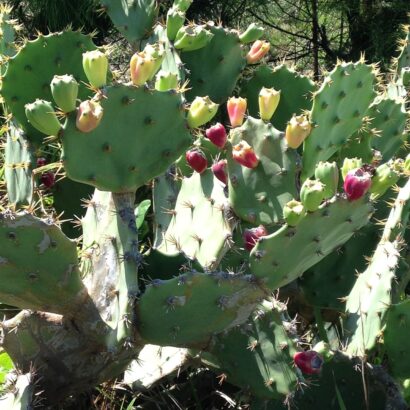 Mandacaru en flor, inspiración para nuestra marca de ropa ecológica