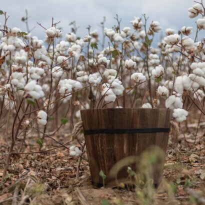 algodon organico mandacaru